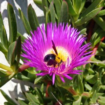 Bee in Al Hoceima